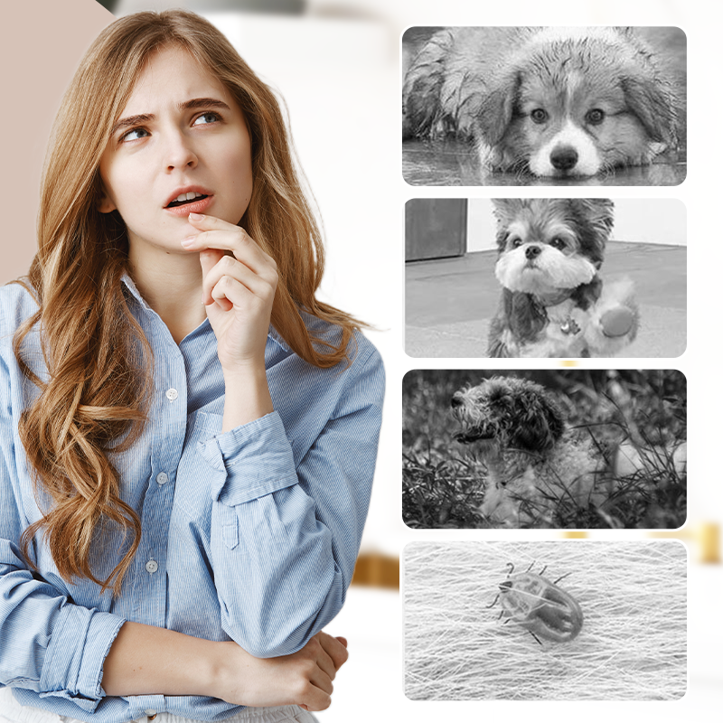 🐕 50% RABATT! 🌿 Anti-Staub-Hundehose – Atmungsaktiv, waschbar & verstellbar ✨