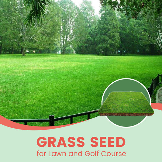 Grassamen für Rasen und Golfplatz