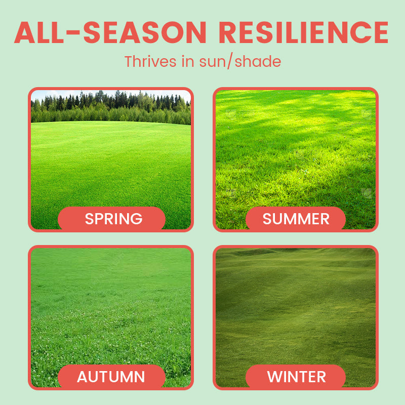 Grassamen für Rasen und Golfplatz