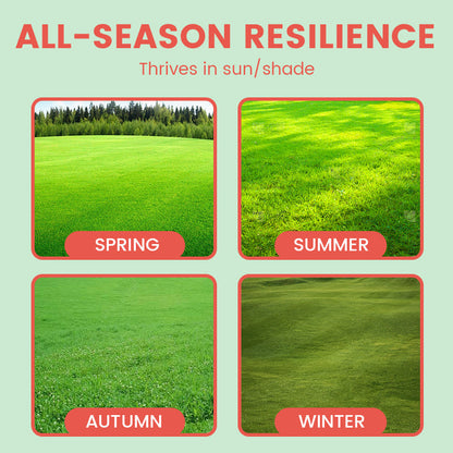 Grassamen für Rasen und Golfplatz