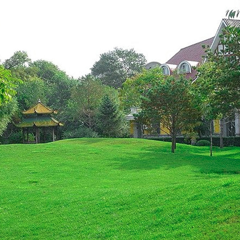 Grassamen für Rasen und Golfplatz