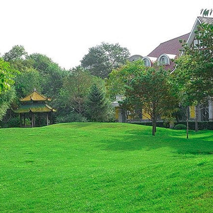 Grassamen für Rasen und Golfplatz