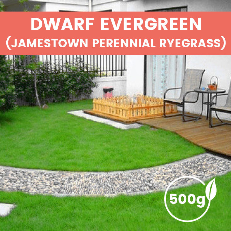 Grassamen für Rasen und Golfplatz