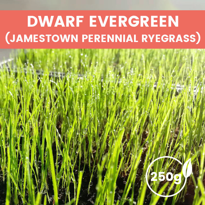 Grassamen für Rasen und Golfplatz