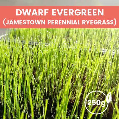 Grassamen für Rasen und Golfplatz