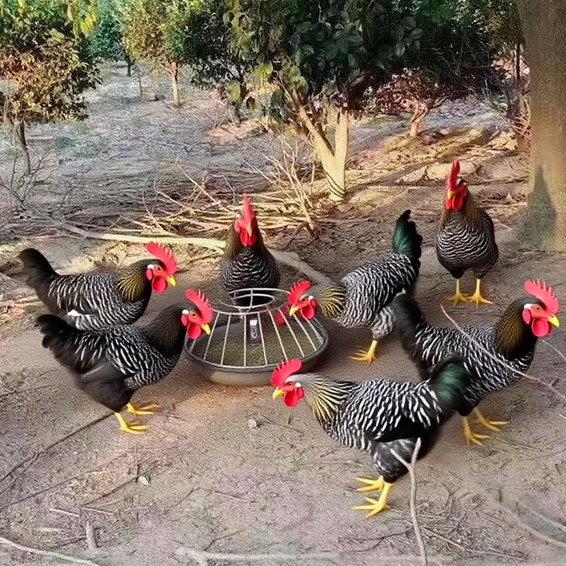 Runde Futterstelle mit großem Fassungsvermögen für Geflügel